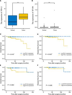 The Expression of PD-L1 and B7-H4 in Thymic Epithelial Tumor and Its Relationship With Tumor Immune-Infiltrating Cells